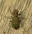 /album/fotogalerie-brouci/sviznik-polni-cicindela-campestris-1a-jpg/